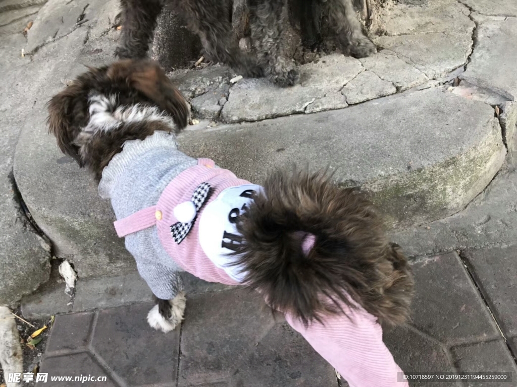 小狗狗