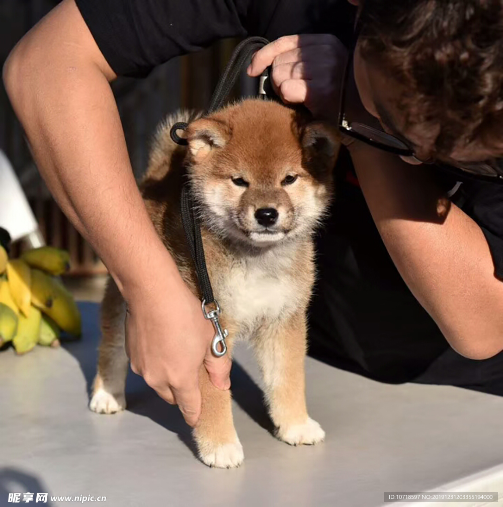 小狗狗