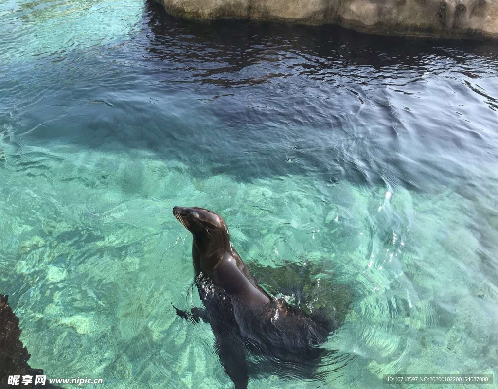 海底動物