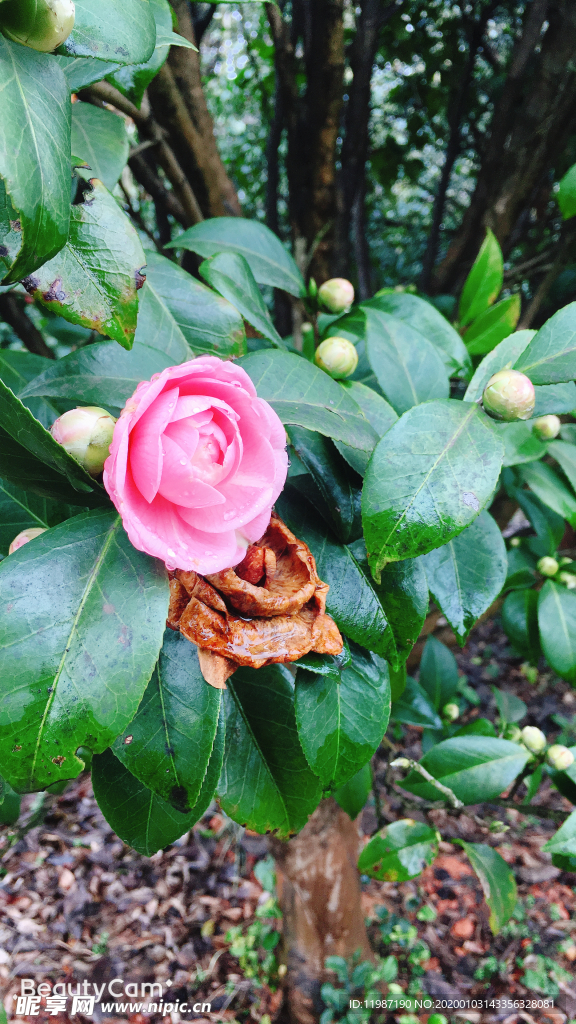 粉色 茶花 树叶 花苞   盛