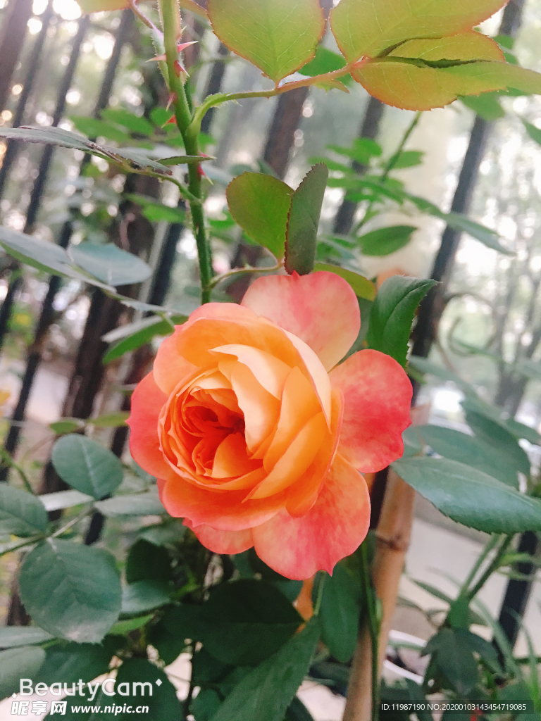 橙紅月季