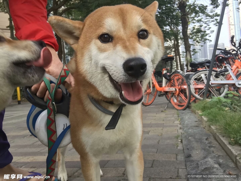 狗頭