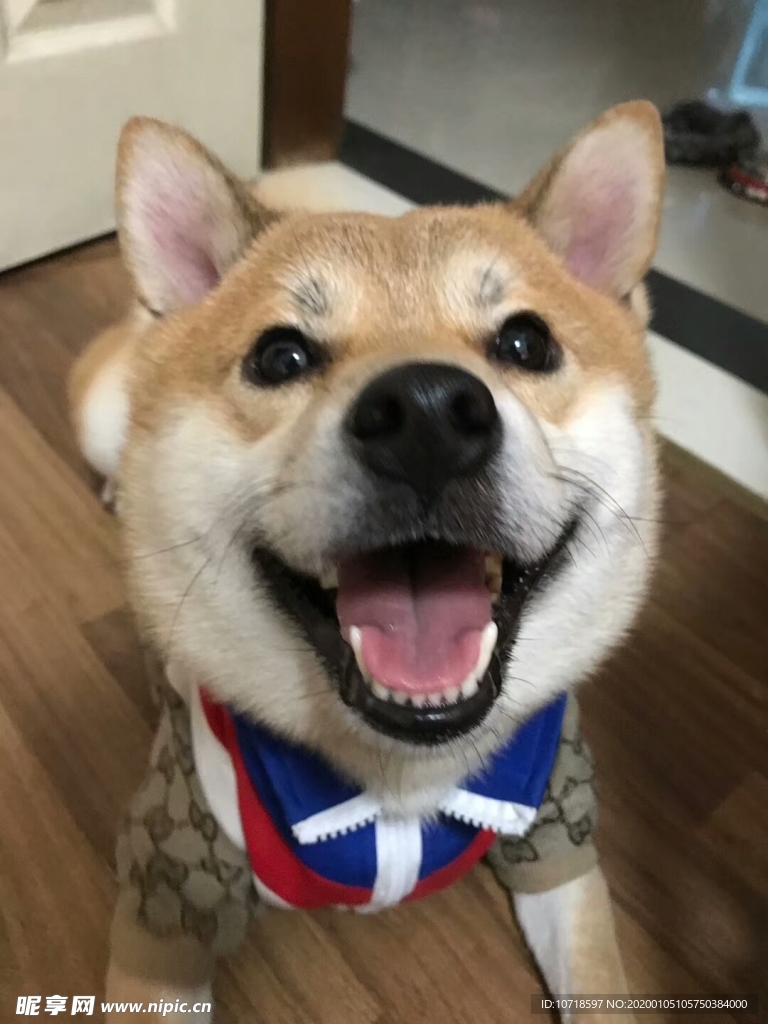 狗頭