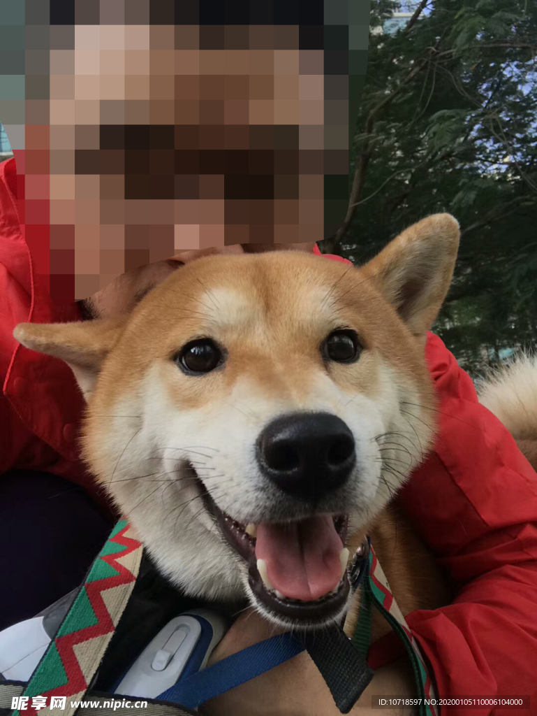 狗頭