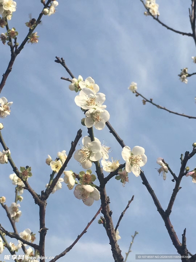 花卉鮮花