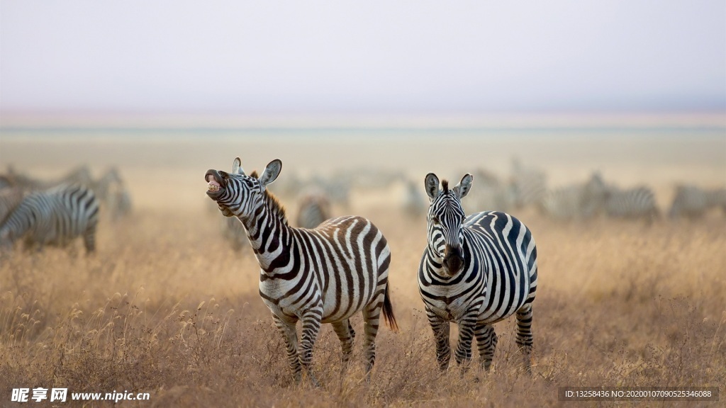 草原斑馬野生動物背景