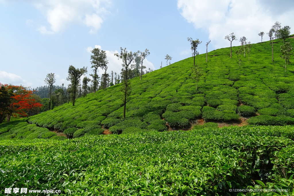 茶树茶田美景