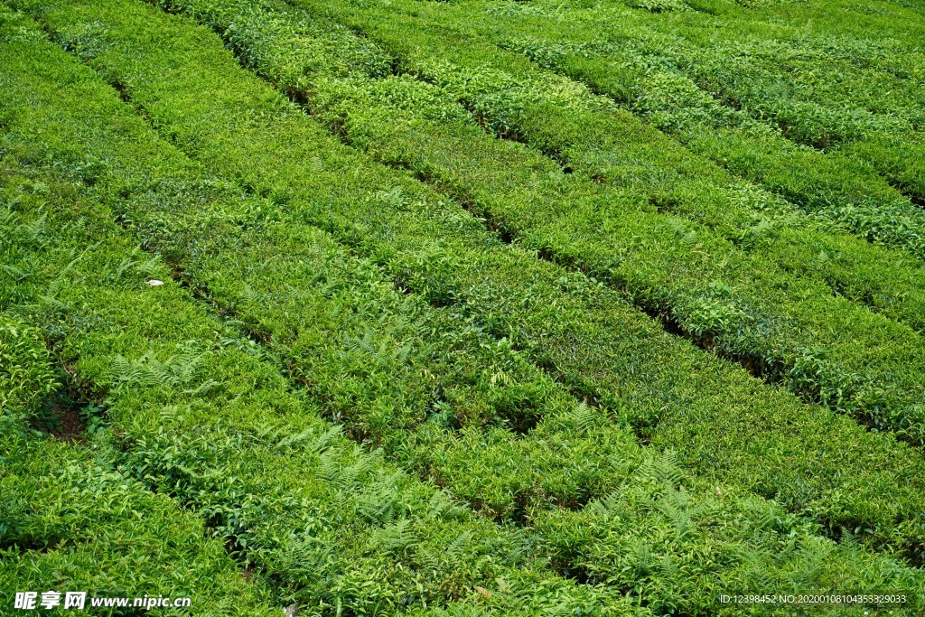 茶树茶田美景