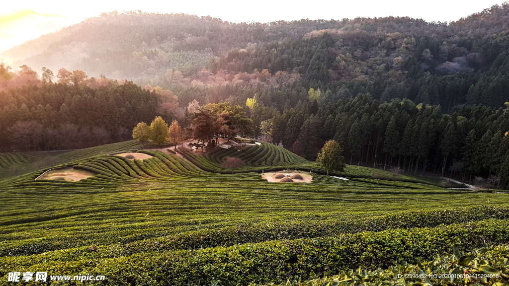 茶树茶田美景