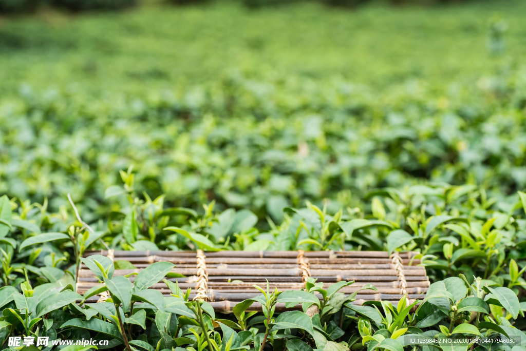 茶樹(shù)茶田美景