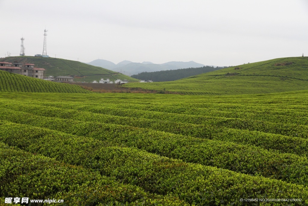 茶树茶田美景