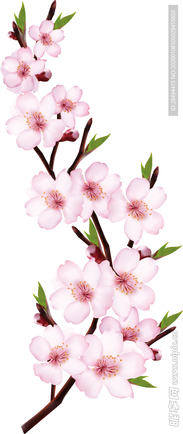 桃花素材