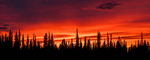 美国阿拉斯加托克森林日落火烧云