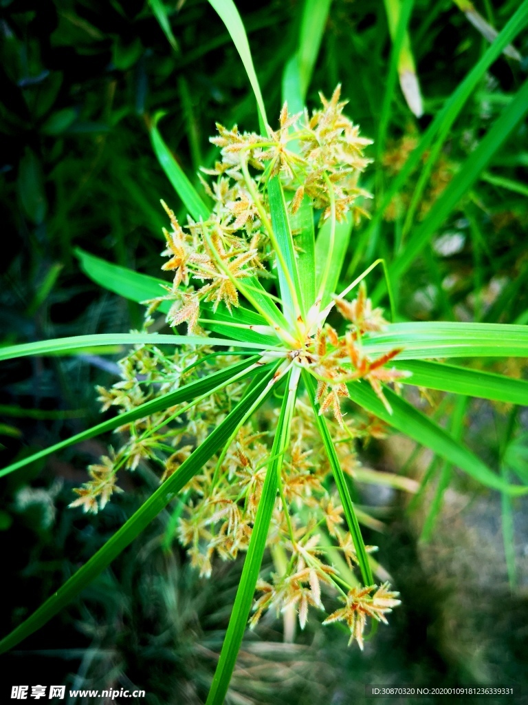 野生植物
