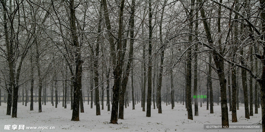 风雪小树林