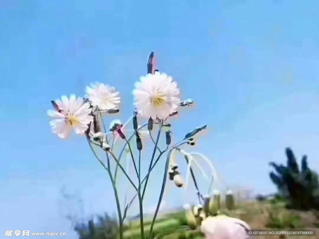 鮮花 花束 花朵 花草