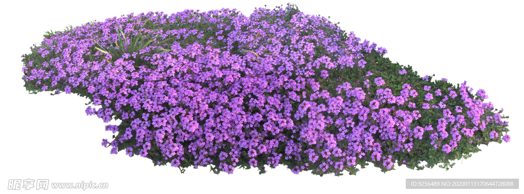 矮花卉