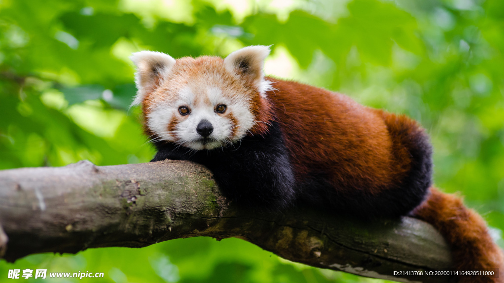 動物素材壁紙