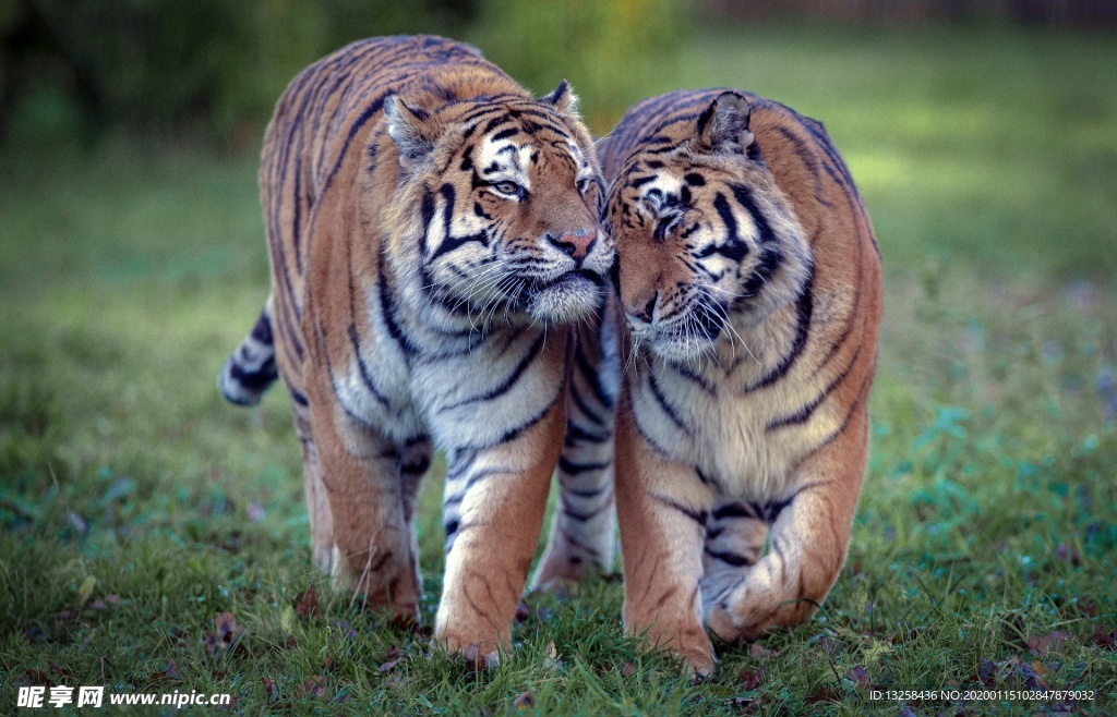 两只老虎草地野生动物