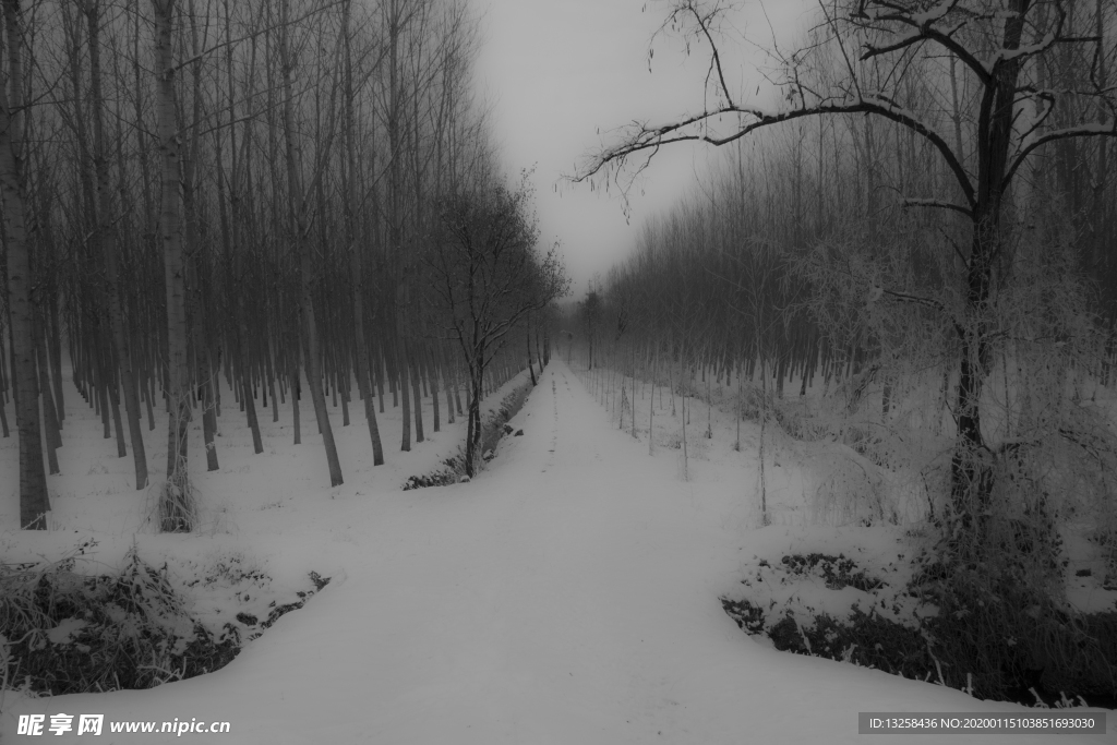 冬天大雪森林樹木風景