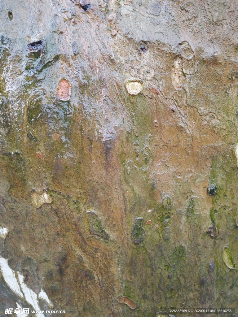 树干 树木  树皮纹理 材质
