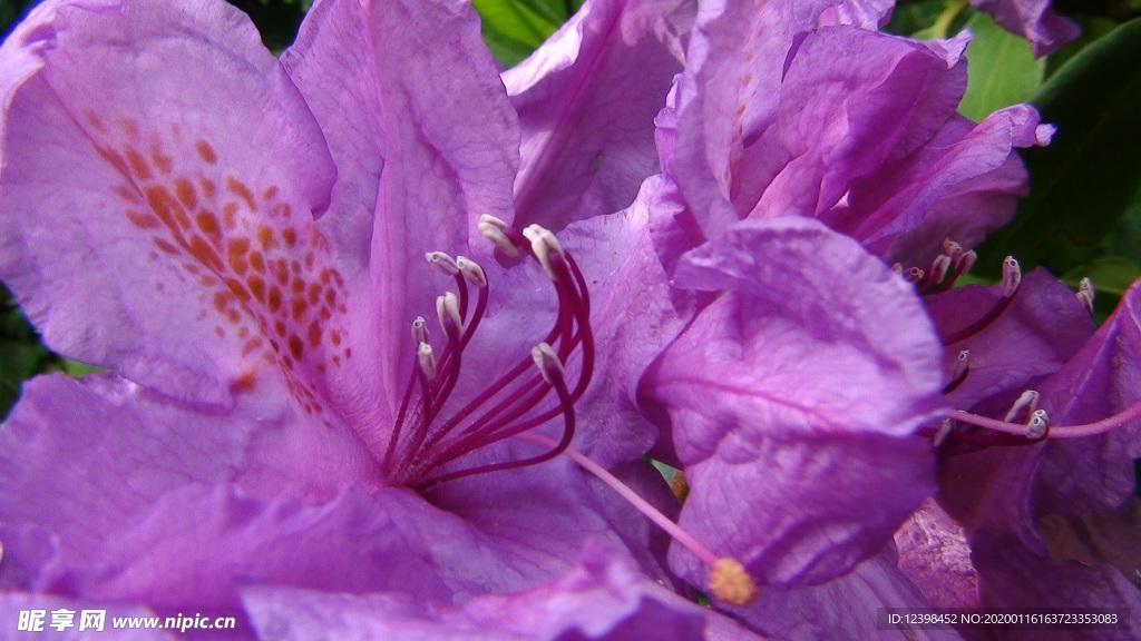 嬌艷盛開(kāi)的杜鵑花