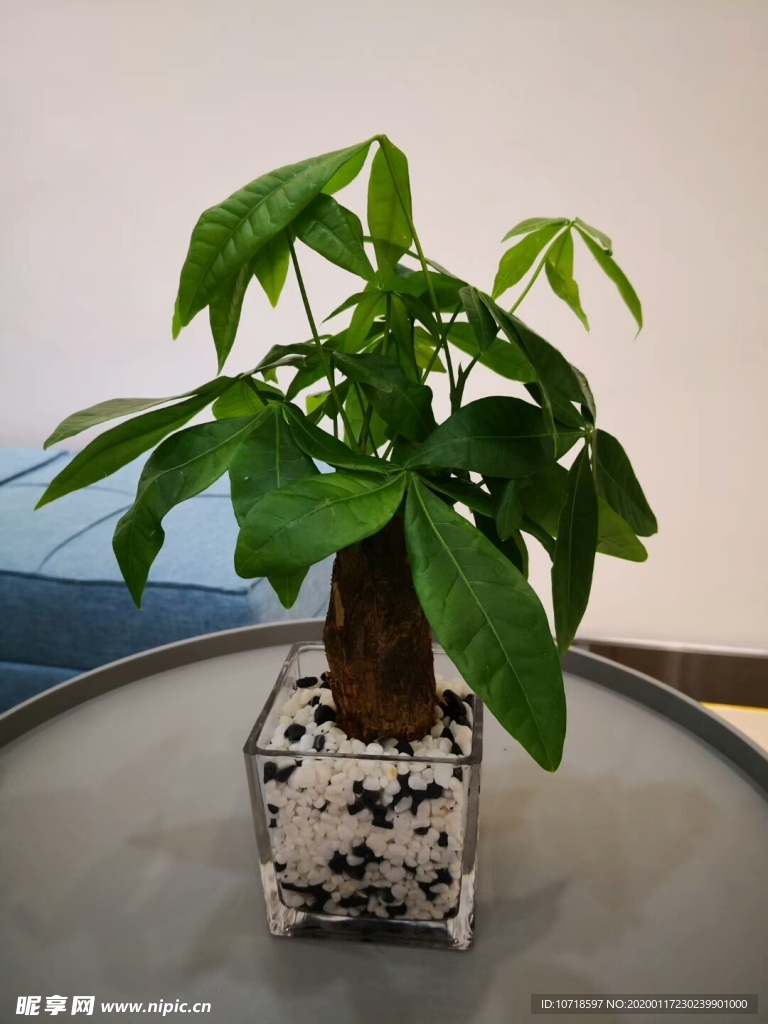花束花草