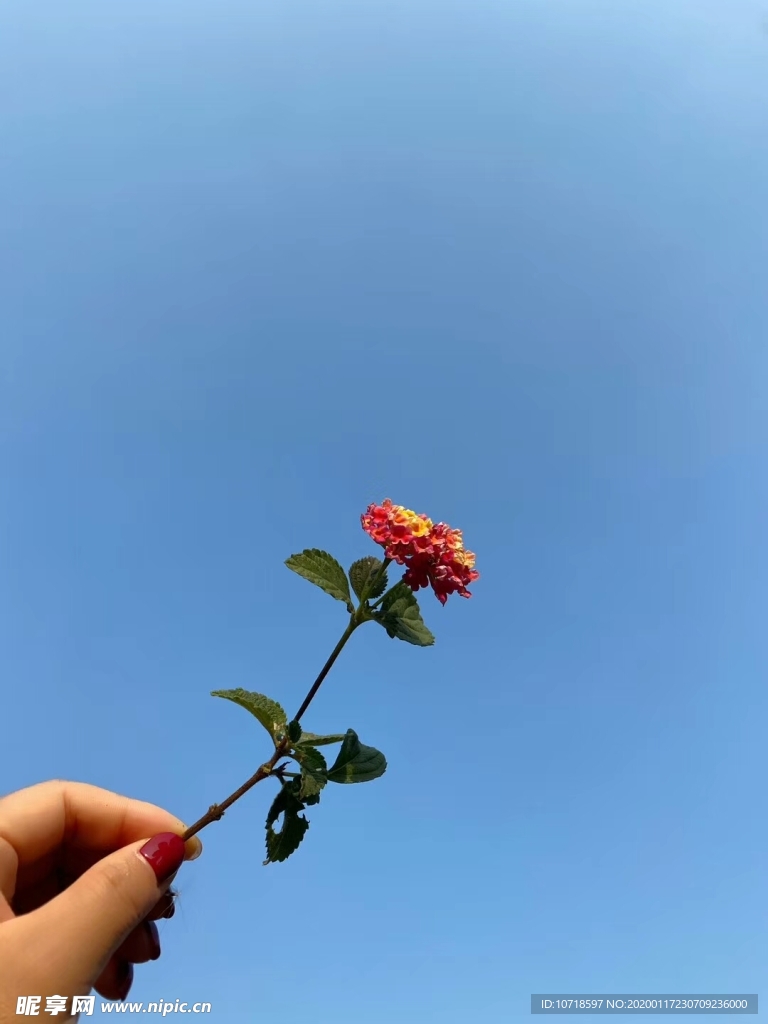 花束花草