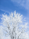 雪樹