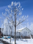 雪村
