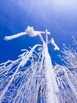 雪柳
