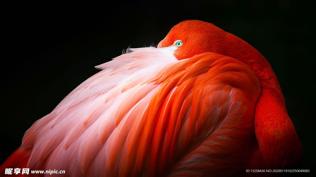 火烈鳥野生動(dòng)物鳥類背景