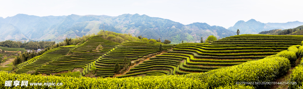 茶園全景圖