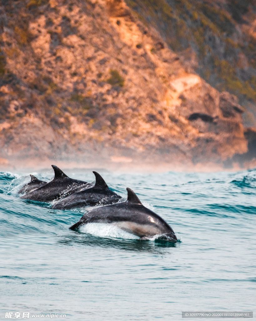 海豚在克尼斯纳冲浪