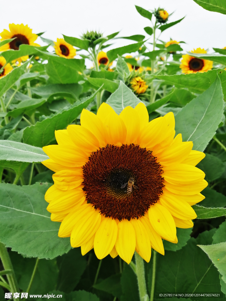 采蜜太陽花