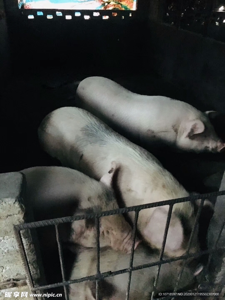 生豬