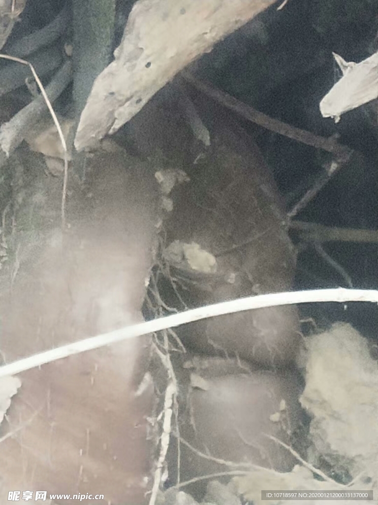 木薯