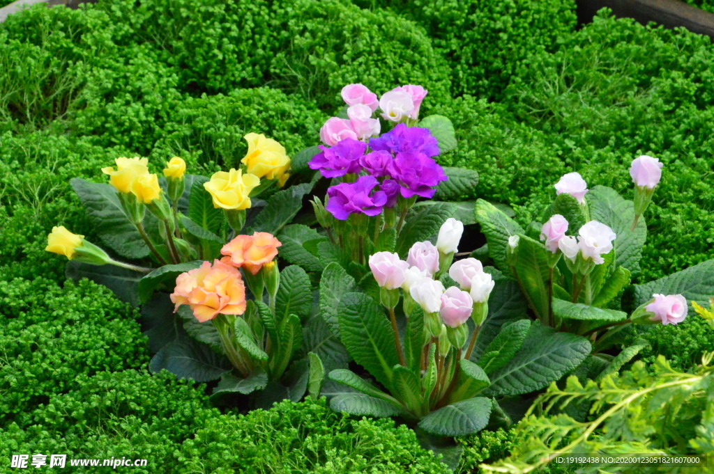 報春花