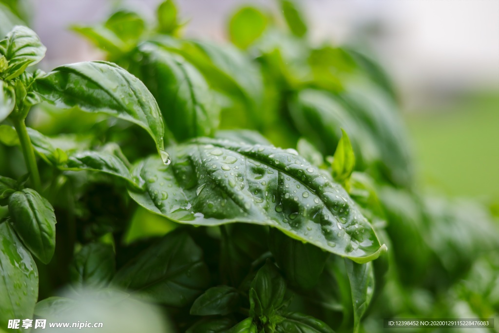羅勒藥食植物攝影