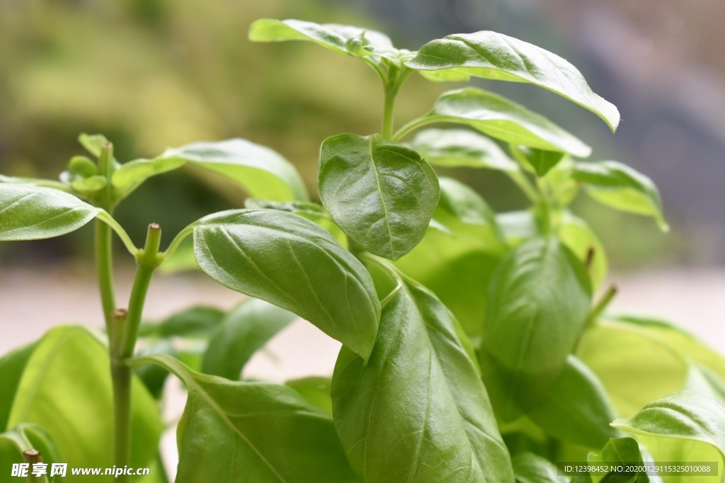 羅勒藥食植物攝影