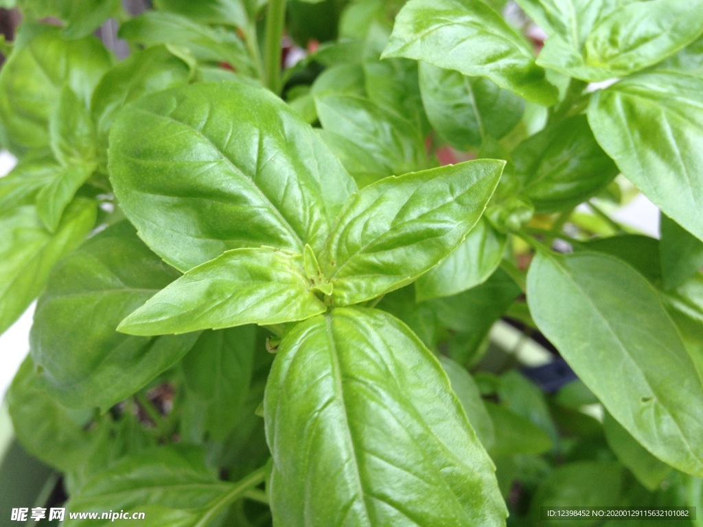 羅勒藥食植物攝影