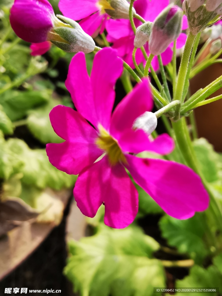 報春花攝影美圖