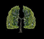 绿色树木清新肺部