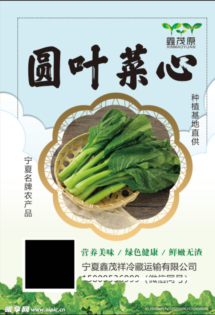 圓葉菜心