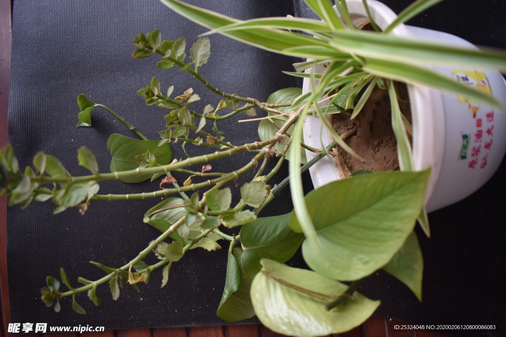 花卉 花盆 回憶 植物 室內(nèi)花