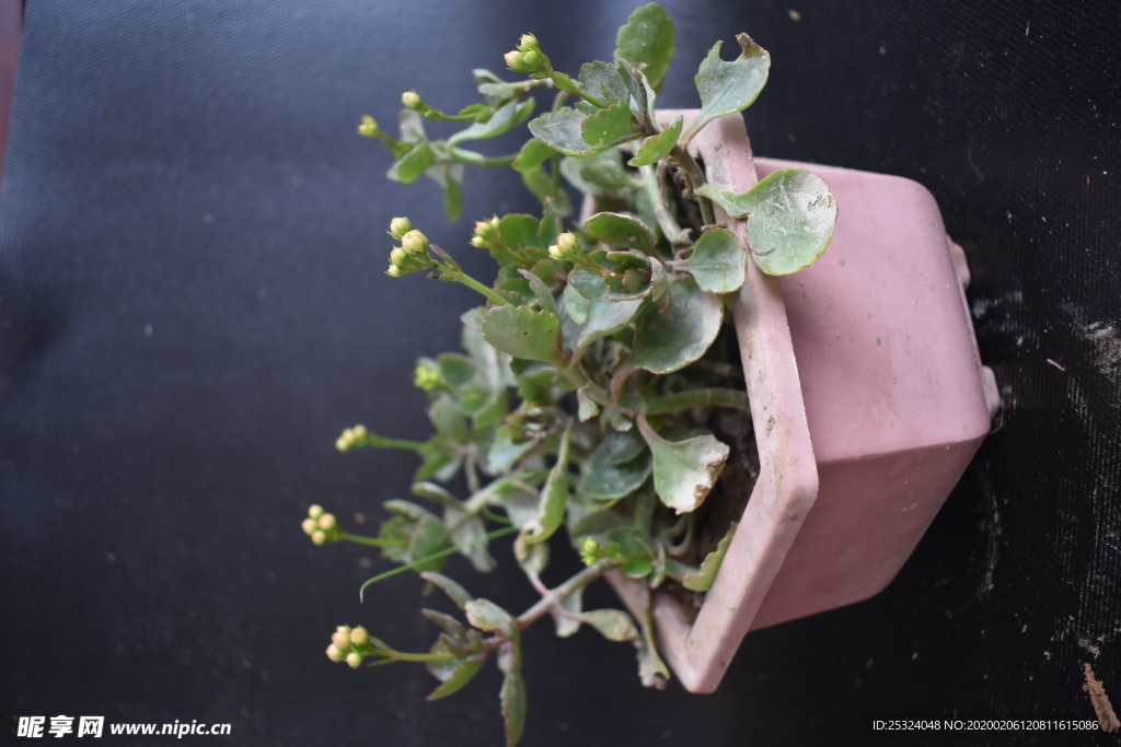 花卉 花盆 回憶 植物 室內花
