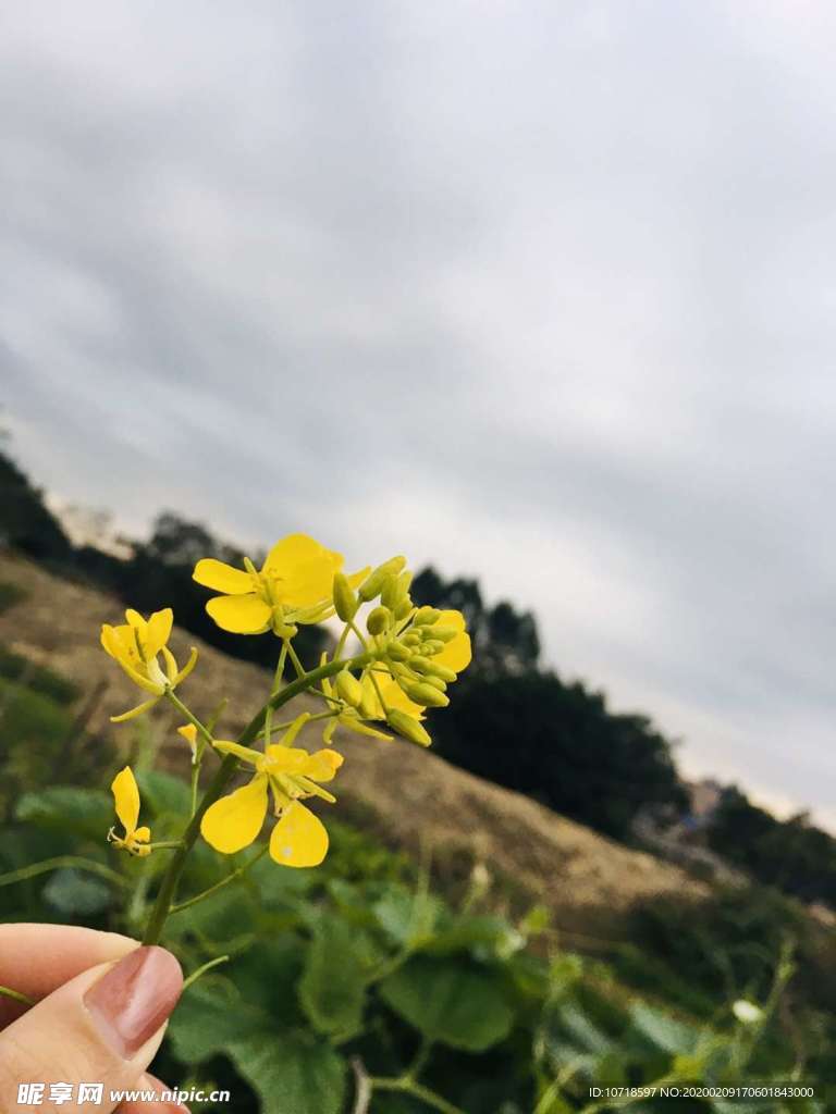 花卉花束