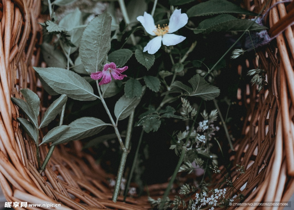 一框花