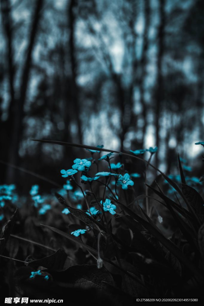 藍色小花
