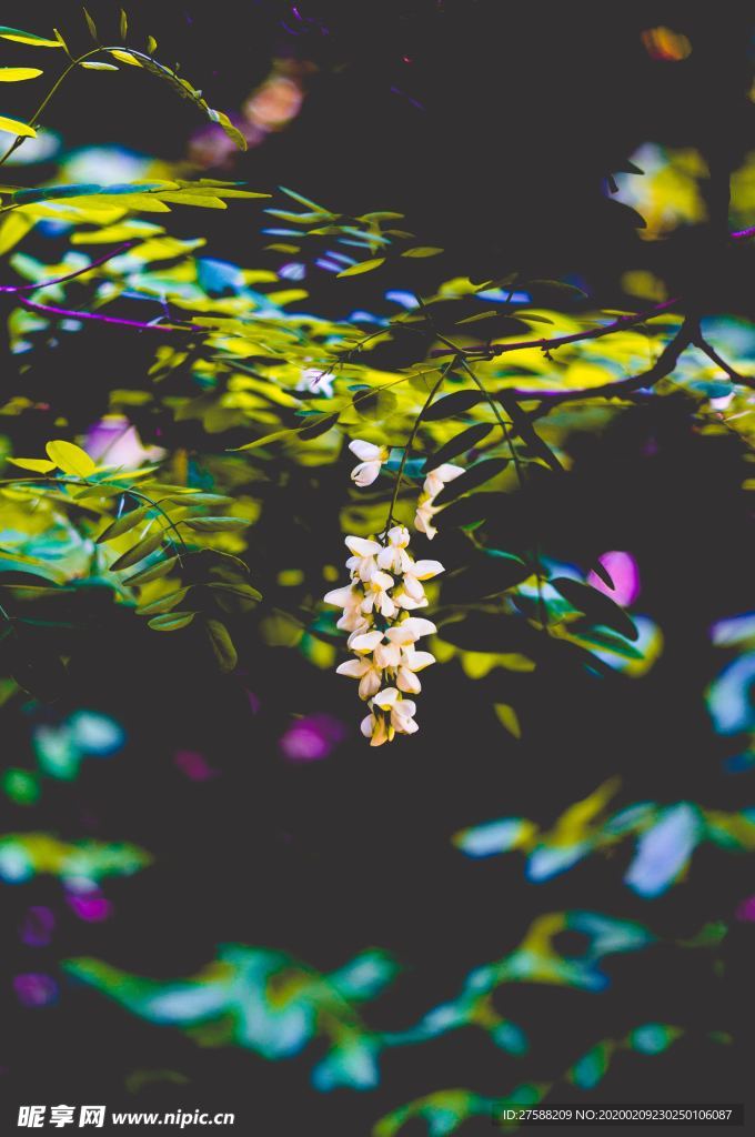 一束白花